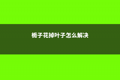 栀子花掉叶子怎么回事 (栀子花掉叶子怎么解决)