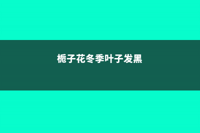 栀子花冬季黑叶的原因 (栀子花冬季叶子发黑)