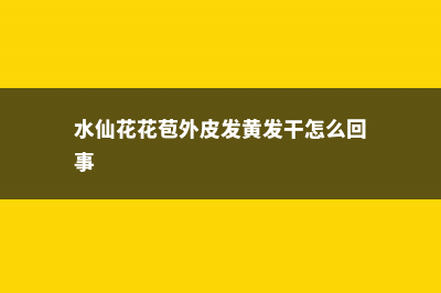 水仙花花苞蔫了怎么办 (水仙花花苞外皮发黄发干怎么回事)