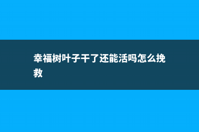 幸福树叶子干了怎么办 (幸福树叶子干了还能活吗怎么挽救)