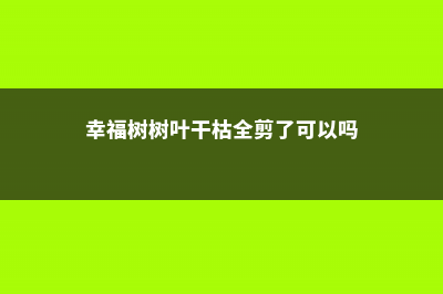 幸福树树叶干枯怎么办 (幸福树树叶干枯全剪了可以吗)