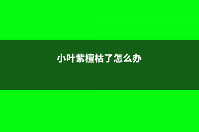 小叶紫檀干枯能救活吗 (小叶紫檀枯了怎么办)