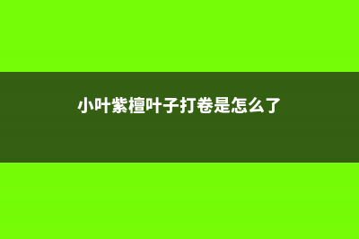 小叶紫檀叶子打卷干枯的原因 (小叶紫檀叶子打卷是怎么了)