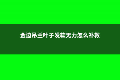 金边吊兰叶子发软无力原因 (金边吊兰叶子发软无力怎么补救)