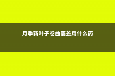 月季新叶子卷曲萎蔫 (月季新叶子卷曲萎蔫用什么药)