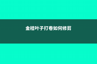 金桔叶子打卷如何挽救 (金桔叶子打卷如何修剪)