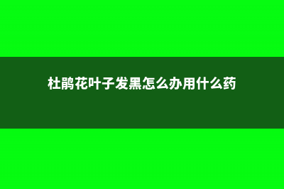 杜鹃花叶子发黑干枯的原因 (杜鹃花叶子发黑怎么办用什么药)