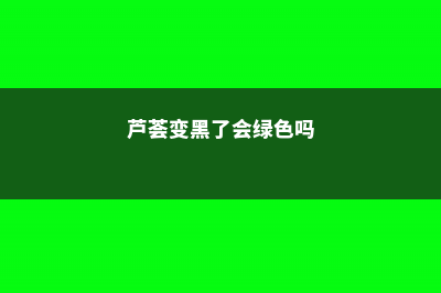 芦荟变黑了会绿回来吗 (芦荟变黑了会绿色吗)