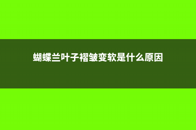 蝴蝶兰叶子褶皱变软怎么办，全掉了怎么办 (蝴蝶兰叶子褶皱变软是什么原因)