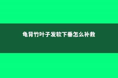 龟背竹叶子发软下垂，教你一招就解决 (龟背竹叶子发软下垂怎么补救)