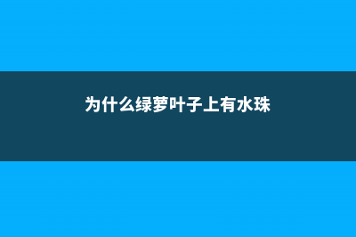 为什么绿萝叶子上长斑 (为什么绿萝叶子上有水珠)