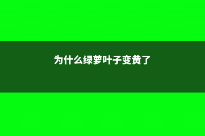 为什么绿萝叶子蔫了 (为什么绿萝叶子变黄了)