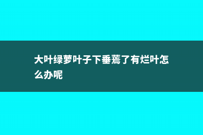 大叶绿萝叶子蔫了变软，如何解决 (大叶绿萝叶子下垂蔫了有烂叶怎么办呢)