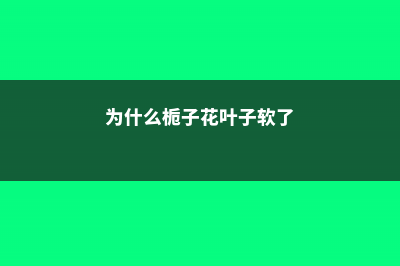 为什么栀子花叶子蔫了 (为什么栀子花叶子软了)