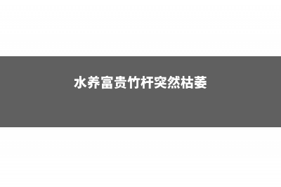 水养富贵竹杆突然发黄，不要慌，1招就变绿 (水养富贵竹杆突然枯萎)