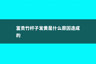 富贵竹杆子发黄怎么办，如何急救 (富贵竹杆子发黄是什么原因造成的)