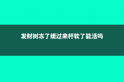 发财树冻了能缓过来吗，冻了怎么浇水 (发财树冻了缓过来杆软了能活吗)