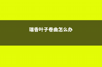 瑞香叶子发软有救么，怎么救活 (瑞香叶子卷曲怎么办)