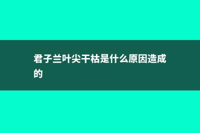 君子兰叶尖干枯怎么办 (君子兰叶尖干枯是什么原因造成的)