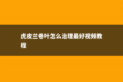 虎皮兰卷叶是怎么回事 (虎皮兰卷叶怎么治理最好视频教程)