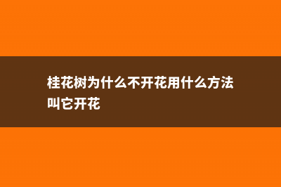 桂花树为什么不开花 (桂花树为什么不开花用什么方法叫它开花)