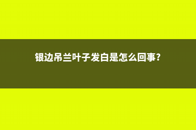 银边吊兰叶子发软下垂怎么办 (银边吊兰叶子发白是怎么回事?)