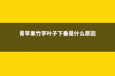 青苹果竹芋叶子耷拉下垂怎么办 (青苹果竹芋叶子下垂是什么原因)