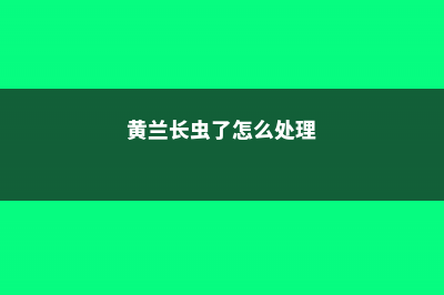 黄兰长虫了怎么办 (黄兰长虫了怎么处理)