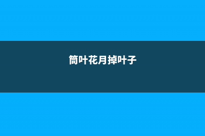 筒叶花月叶子变软怎么回事 (筒叶花月掉叶子)