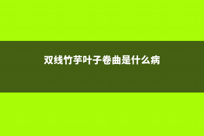 双线竹芋叶子卷了怎么办 (双线竹芋叶子卷曲是什么病)