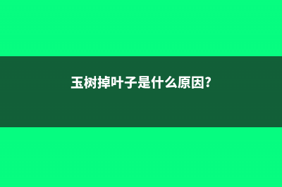 玉树掉叶子是什么原因 (玉树掉叶子是什么原因?)