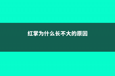 红掌为什么长不高 (红掌为什么长不大的原因)