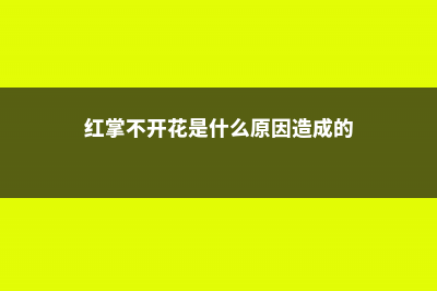 红掌不开花是什么原因，花小是什么原因 (红掌不开花是什么原因造成的)