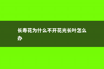 长寿花为什么不开花 (长寿花为什么不开花光长叶怎么办)