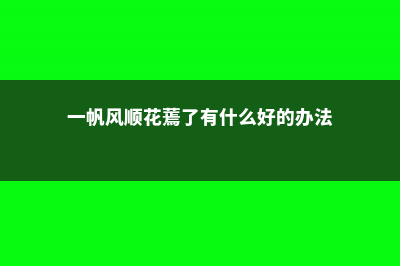 一帆风顺花蔫了怎么办 (一帆风顺花蔫了有什么好的办法)