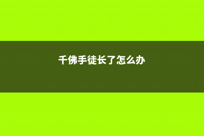 千佛手徒长了怎么办 (千佛手徒长了怎么办)