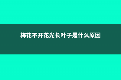 盆栽梅花不开花怎么办 (梅花不开花光长叶子是什么原因)