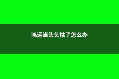 鸿运当头中间枯萎了，花谢了怎么剪 (鸿运当头头枯了怎么办)