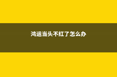 鸿运当头不红了怎么办，怎么养才红 (鸿运当头不红了怎么办)