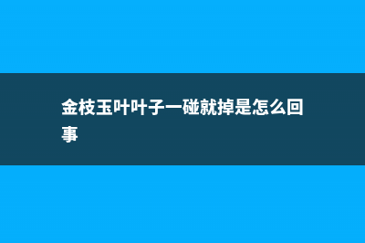 金枝玉叶叶子一碰就掉，枝条蔫软怎么办 (金枝玉叶叶子一碰就掉是怎么回事)