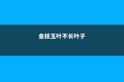 金枝玉叶不长叶子怎么回事 (金枝玉叶不长叶子)