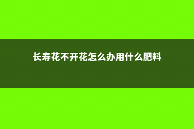 长寿花不开花怎么回事（只长叶子不开花） (长寿花不开花怎么办用什么肥料)