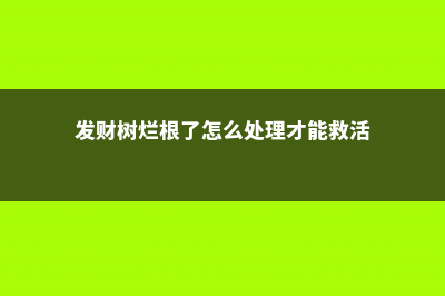 发财树烂根了怎么挽救（锯断会生根吗） (发财树烂根了怎么处理才能救活)