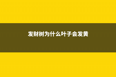 发财树为什么叶子变软，教你一招救活！ (发财树为什么叶子会发黄)