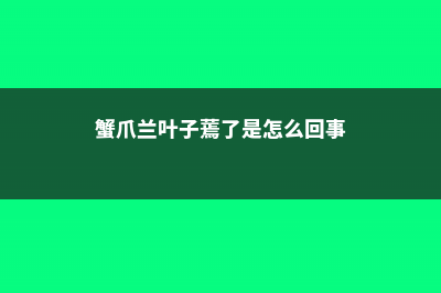 蟹爪兰叶子蔫了如何救 (蟹爪兰叶子蔫了是怎么回事)