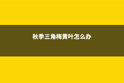 秋季三角梅黄叶、落叶怎么办 (秋季三角梅黄叶怎么办)