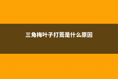 三角梅叶子蔫了，一碰就掉怎么回事 (三角梅叶子打蔫是什么原因)