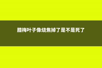 腊梅叶子像烧焦怎么办，枯萎有救吗 (腊梅叶子像烧焦掉了是不是死了)