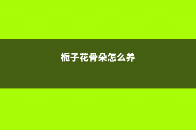 栀子花骨朵怎么不长大，变黑掉落怎么办？ (栀子花骨朵怎么养)