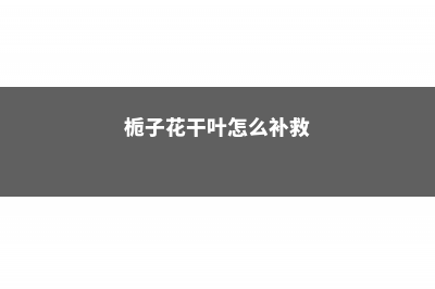 栀子花干叶是怎么回事，怎么补救？ (栀子花干叶怎么补救)